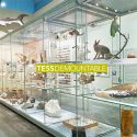 TESS Demountable